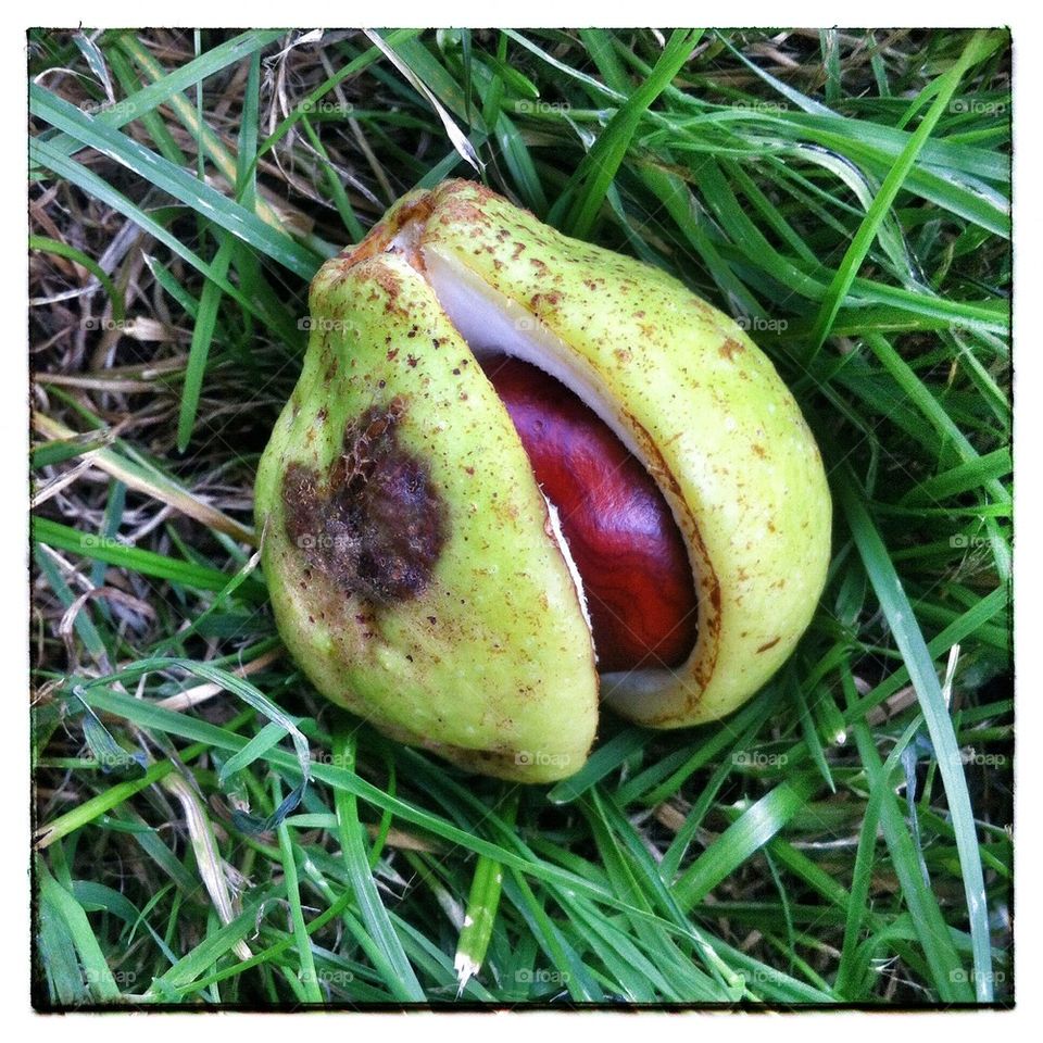 Horse chestnut