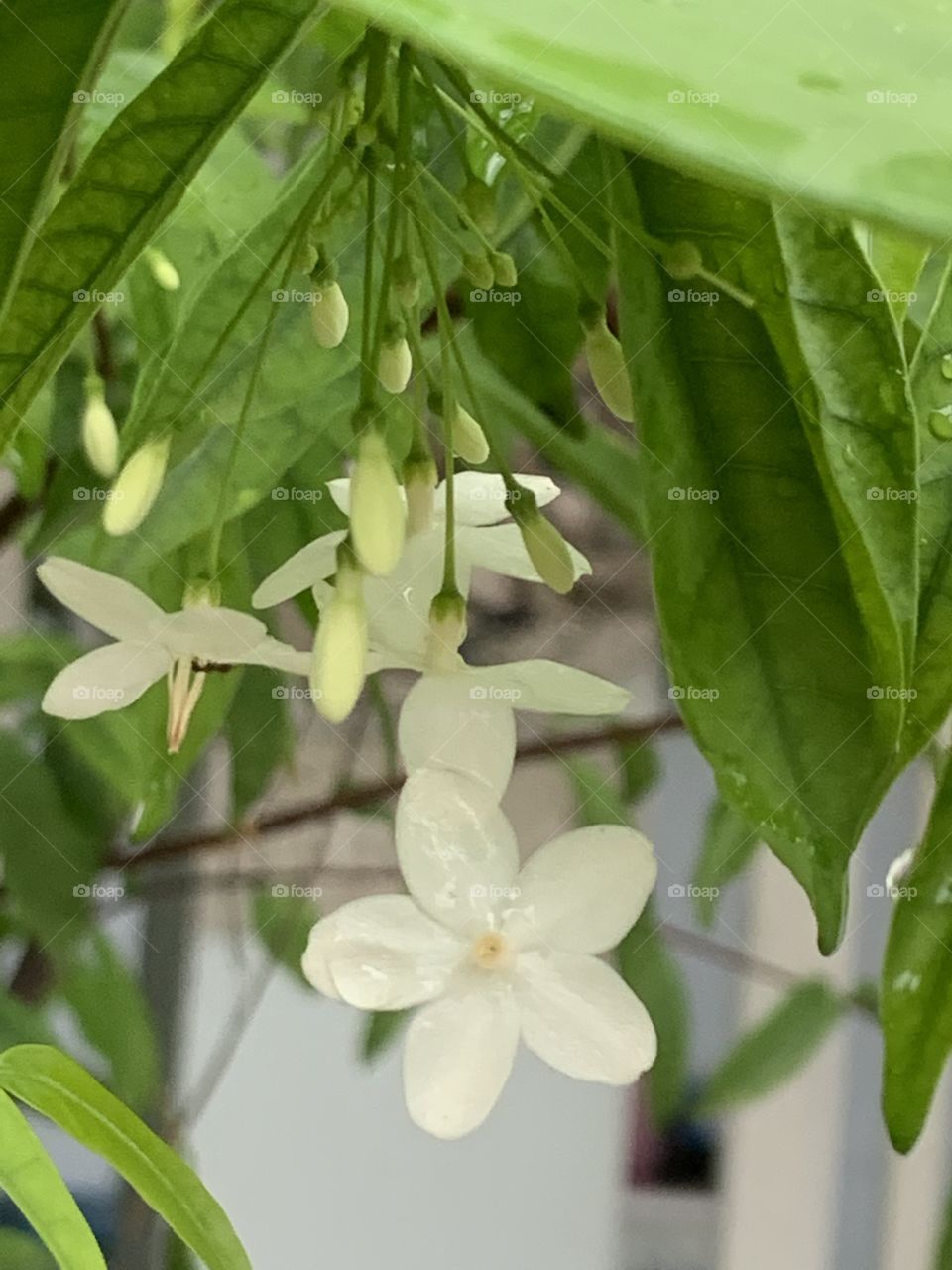 Portrait of a plant.