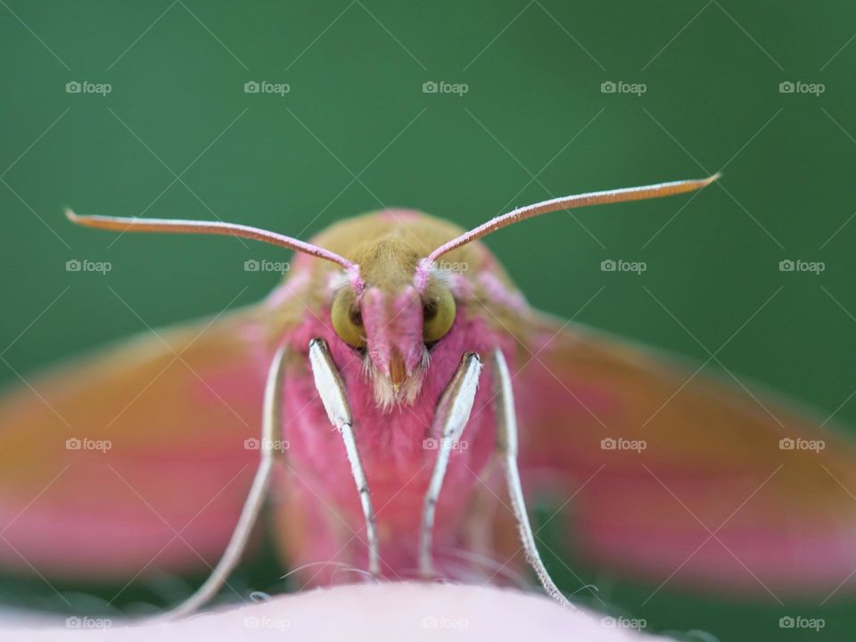 Elephant hawkmoth