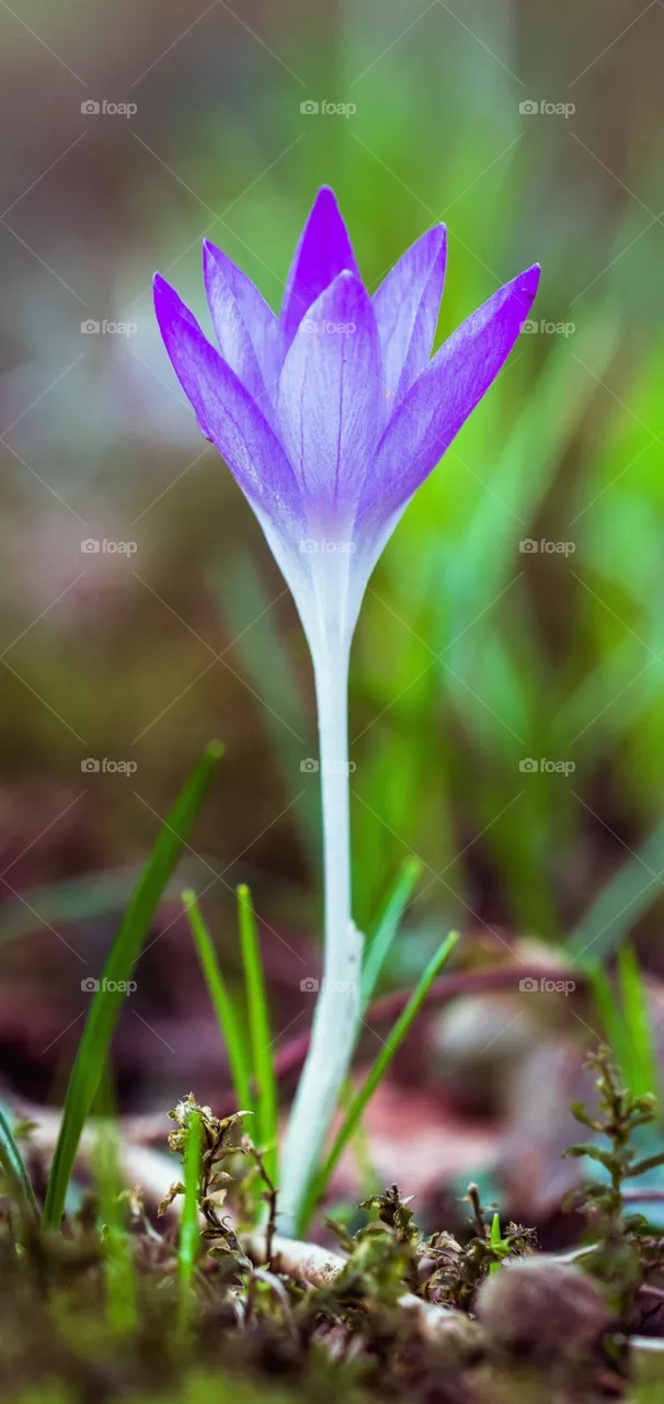 purple