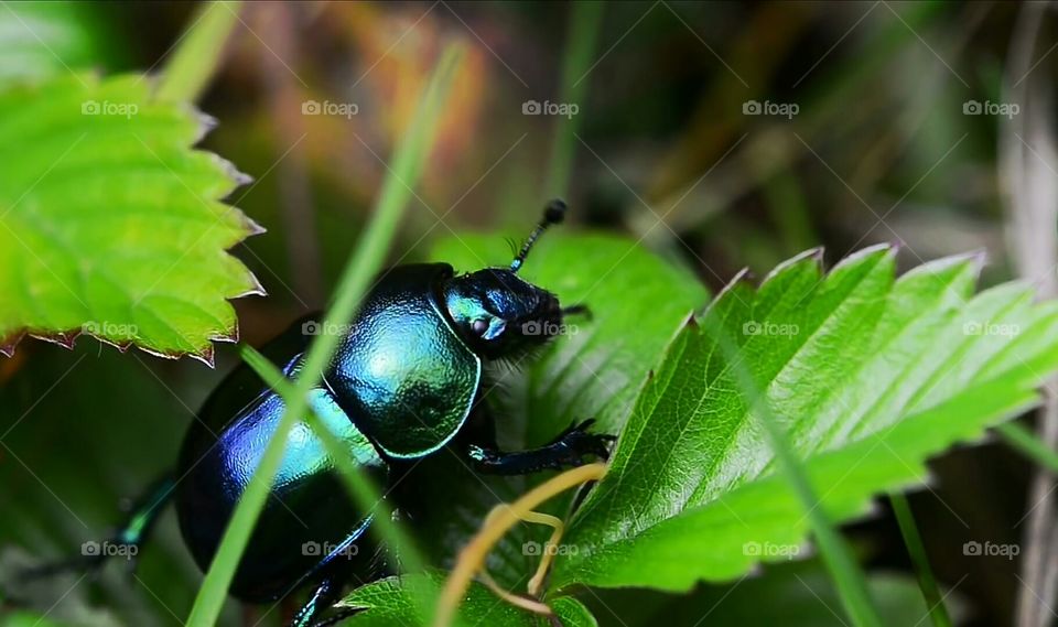 leaf, kakroch, grass , natural, butterfly,
