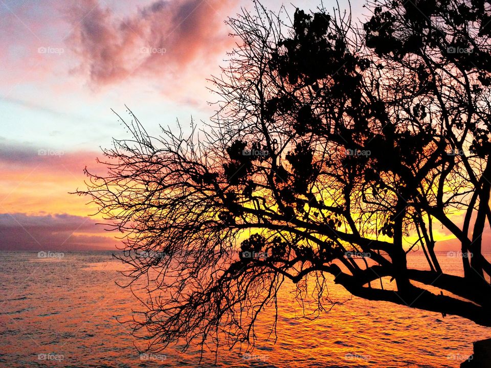 Silhouette of tree branch at sunset