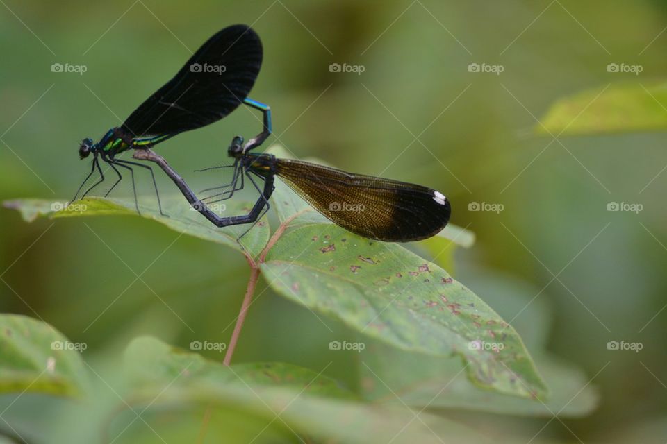 Damsel Flies in Love (note heart) 