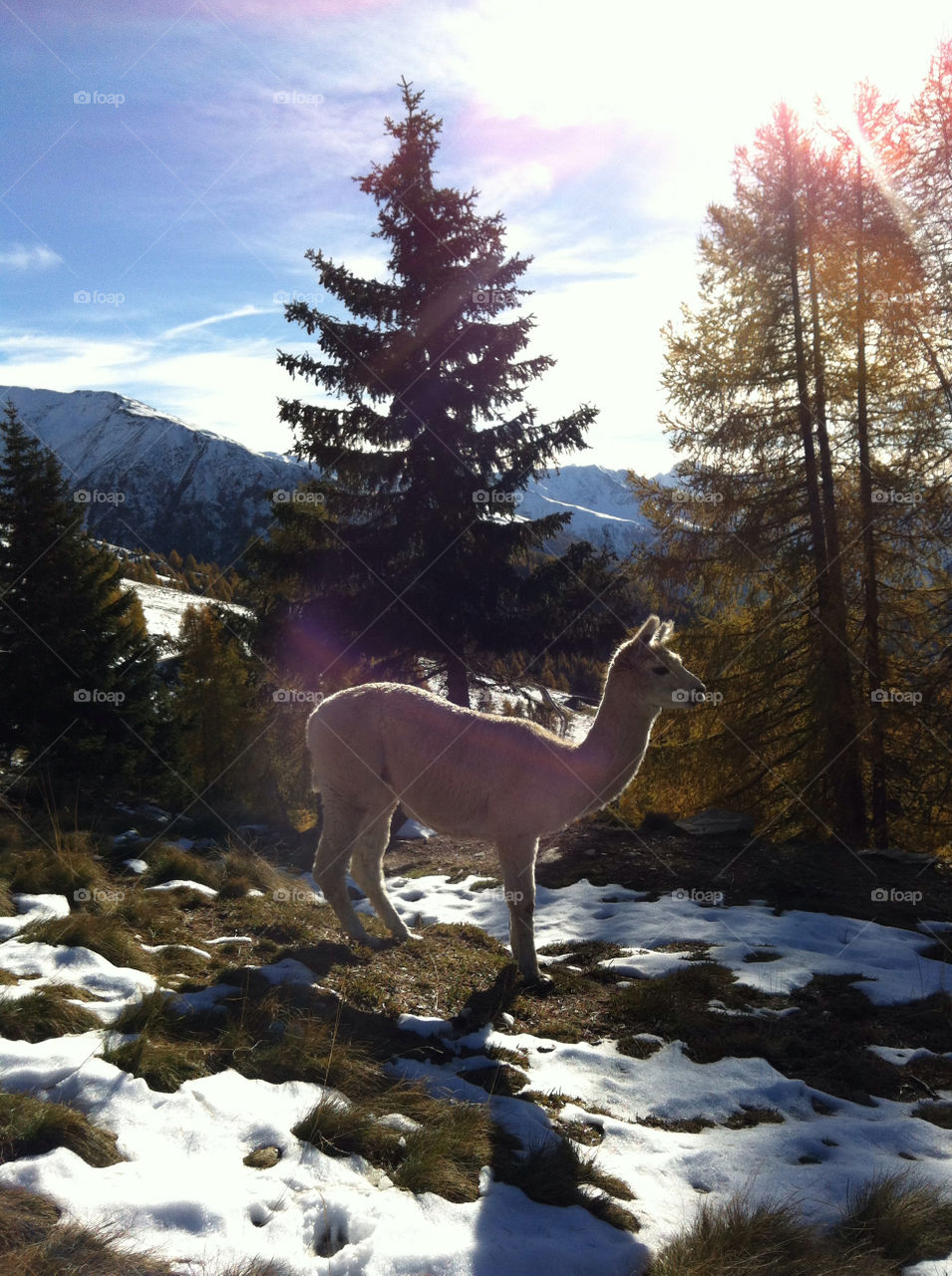 snow mountain tree sun by nivoa