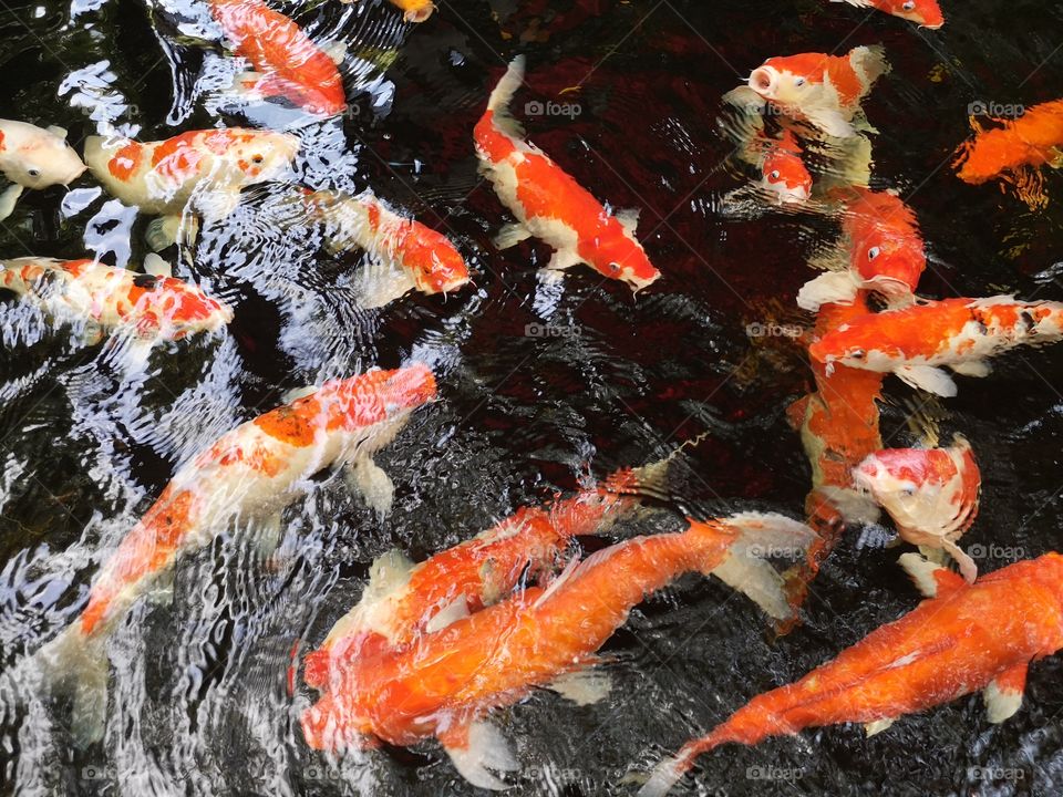 Fancy​ carp​ koi fish​