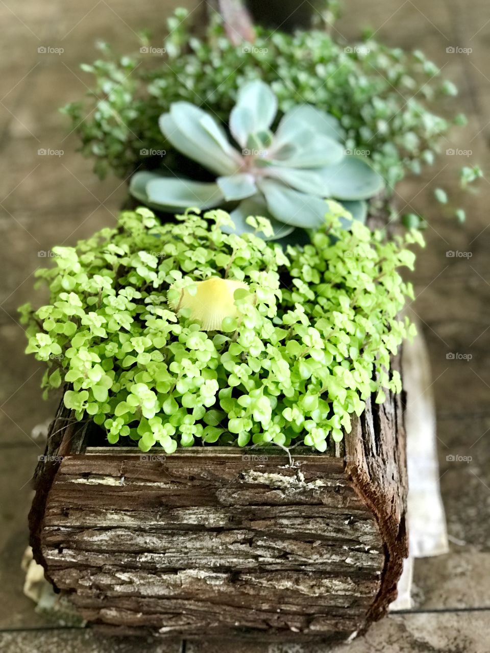 Succulent planter 