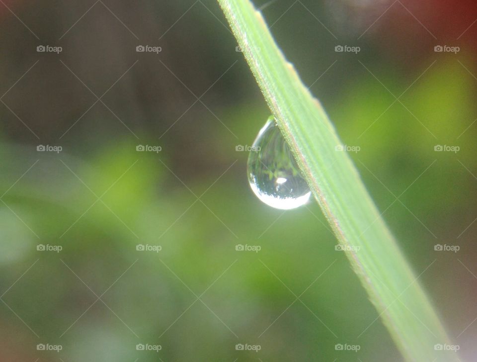 Dewdrop,. Wonderful, beautiful, charming dewdrop on leaflet. At the morning time there were collection of small water drops which is called as dewdrops.