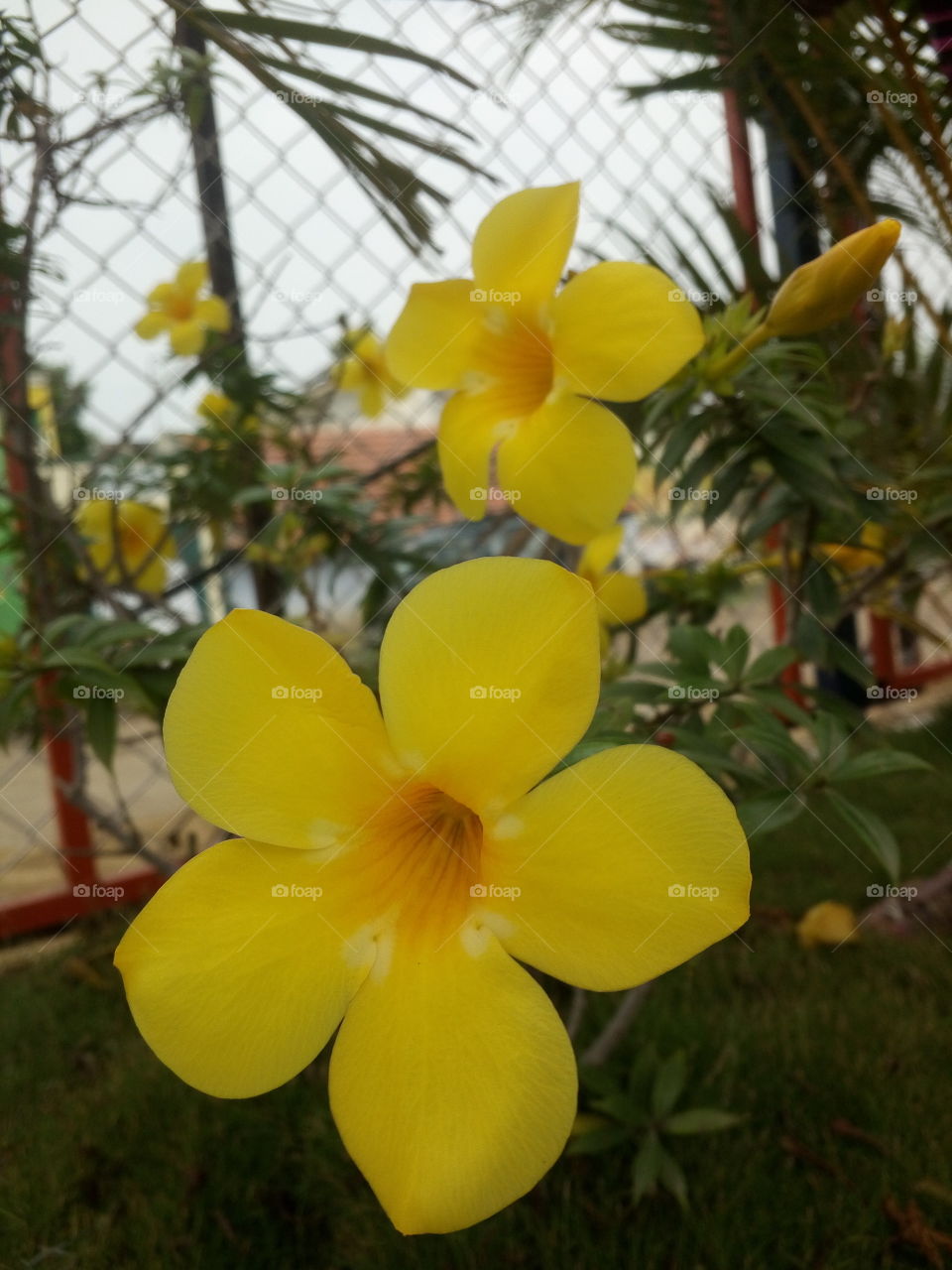the most beautiful blooming stage yellow flowers in my garden