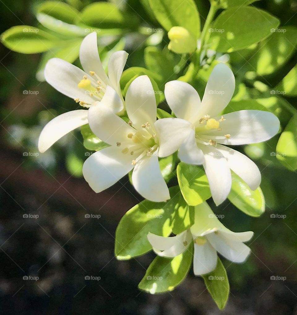 Common jasmine oranges