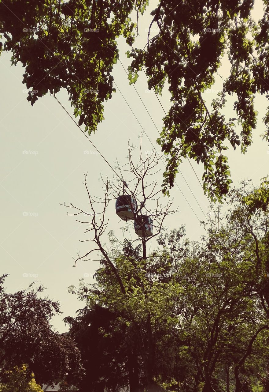 Cable cars on trees
