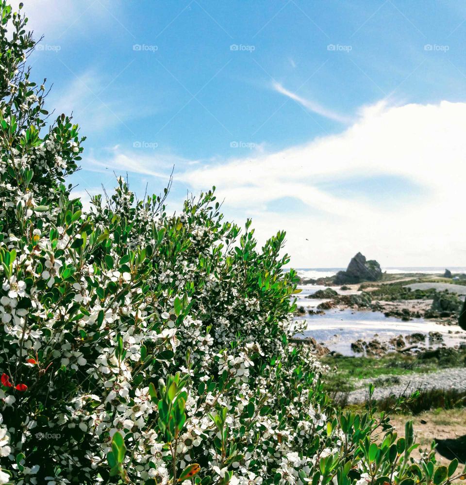 Leptospermum