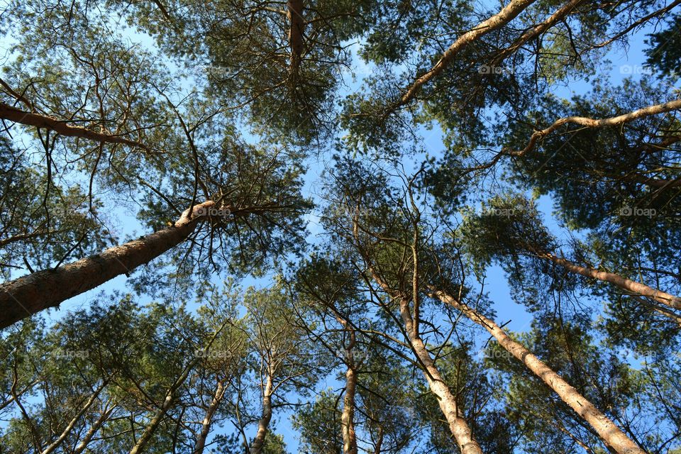 Tree, Wood, Nature, Branch, Landscape