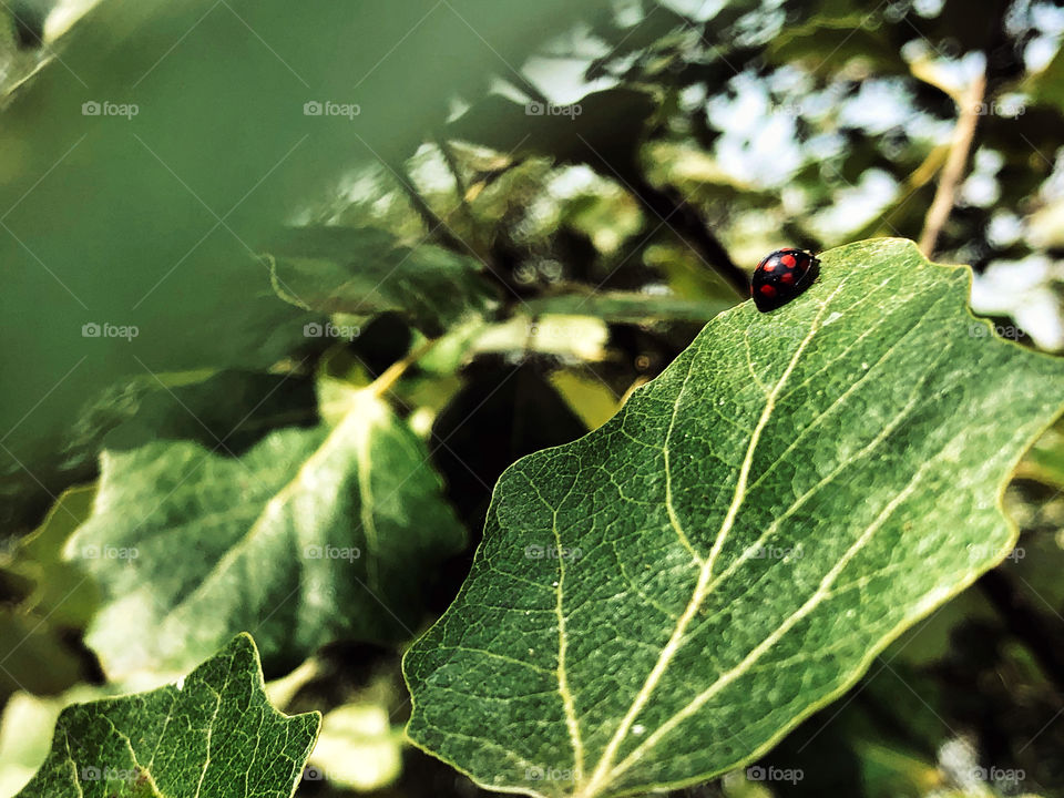 Ladybug 