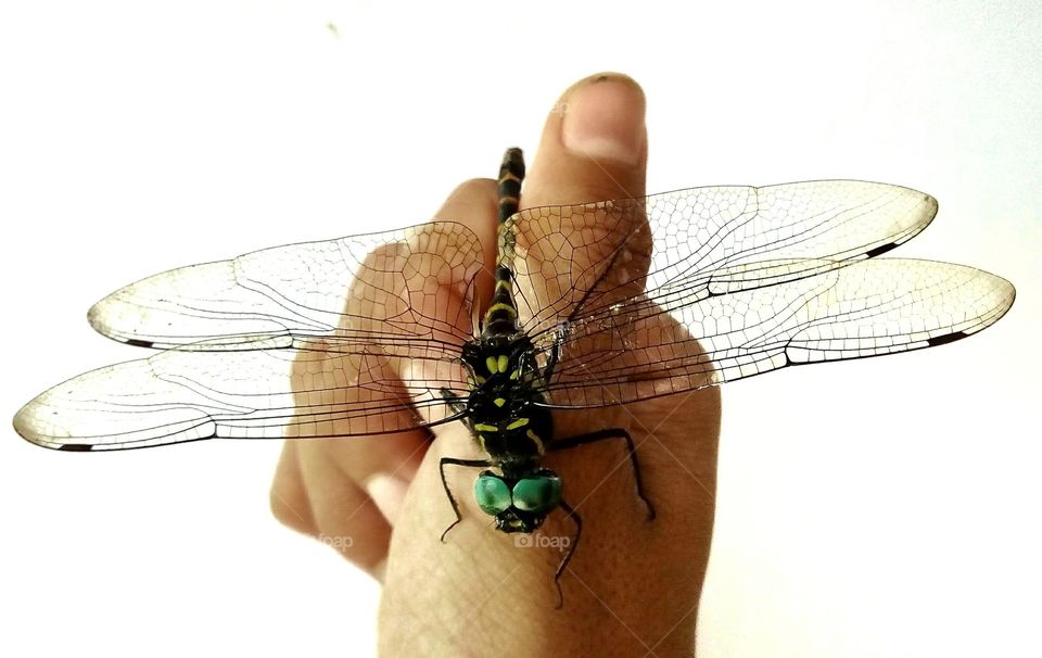 dragonfly,white background