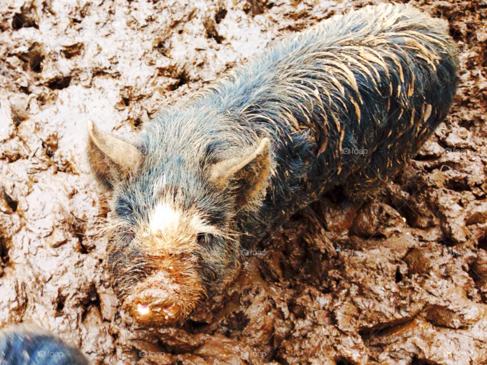 macclesfield pig mud wallow by null_device