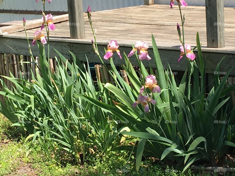 One of my iris flower beds full of blooms. Just the beginning of the season for these beauties.