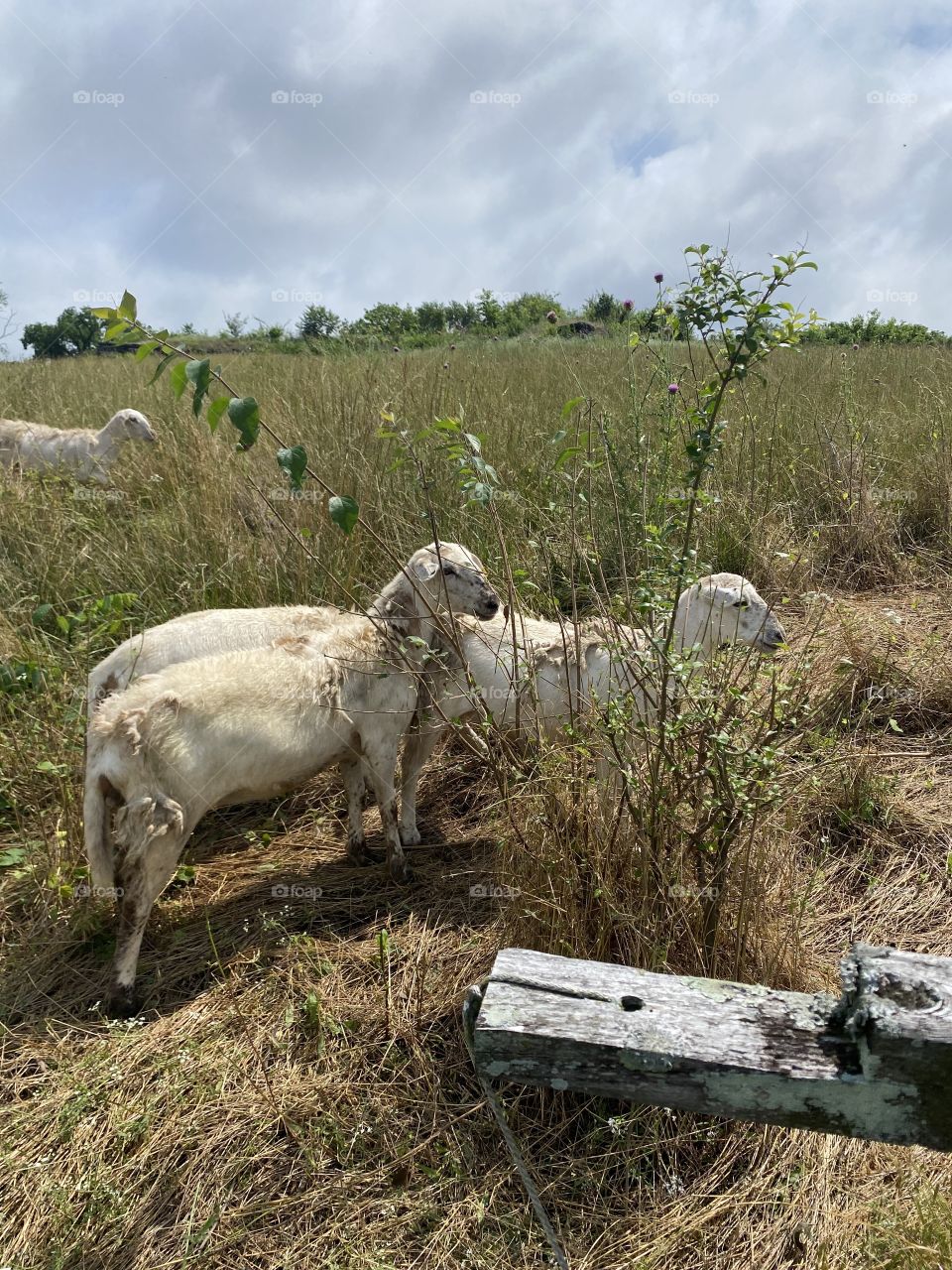 Sheep together on a hill 