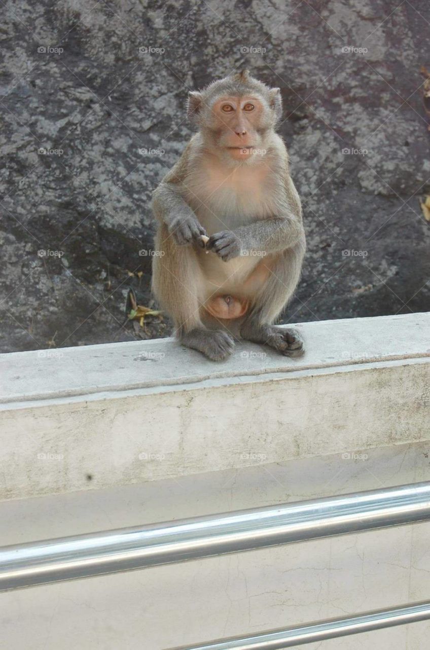 monkey at Khao Sam Mook, Thailand