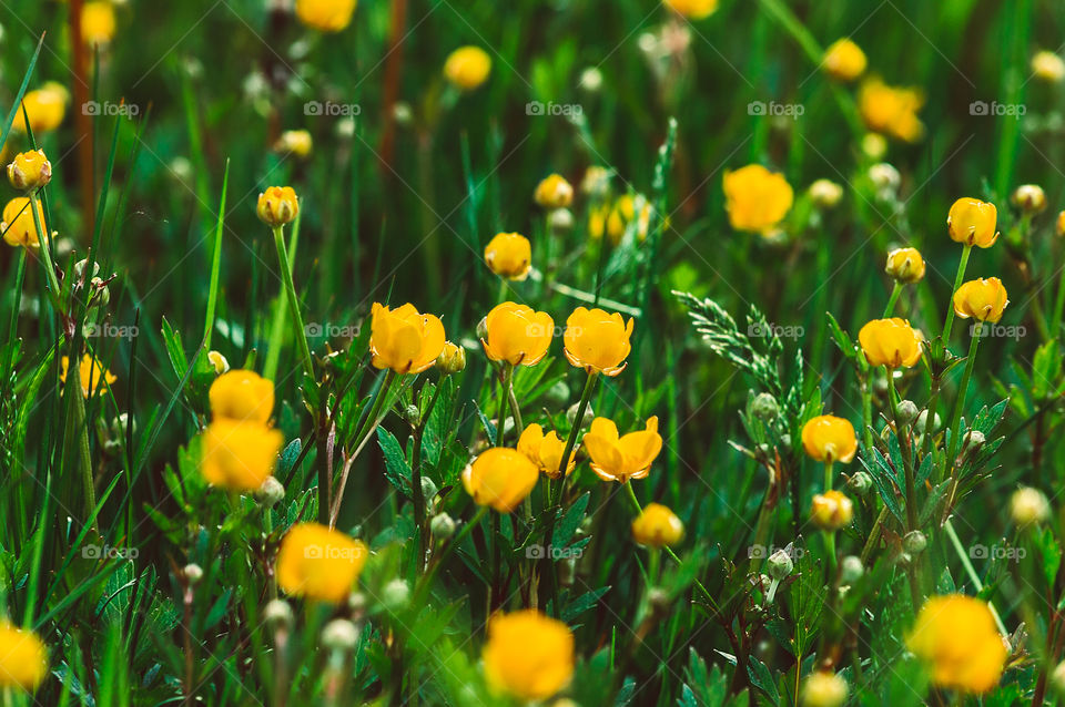 Buttercup, yellow flowers