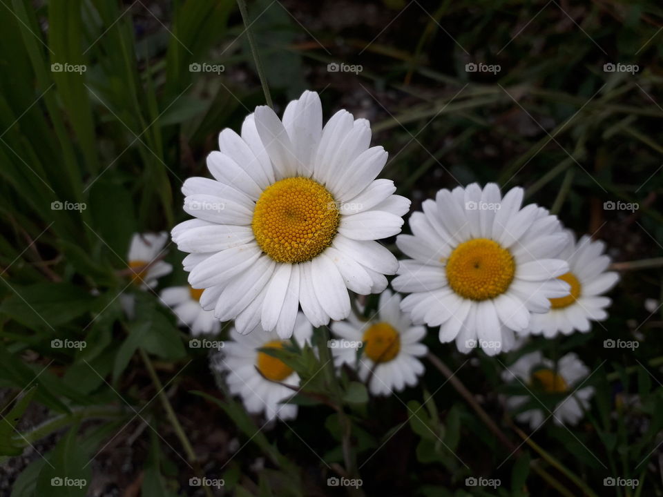 daisies