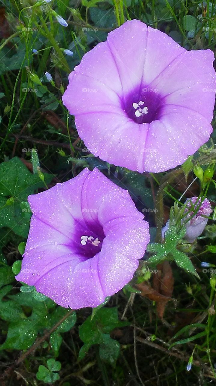 closeup of dewdrops on morning glory