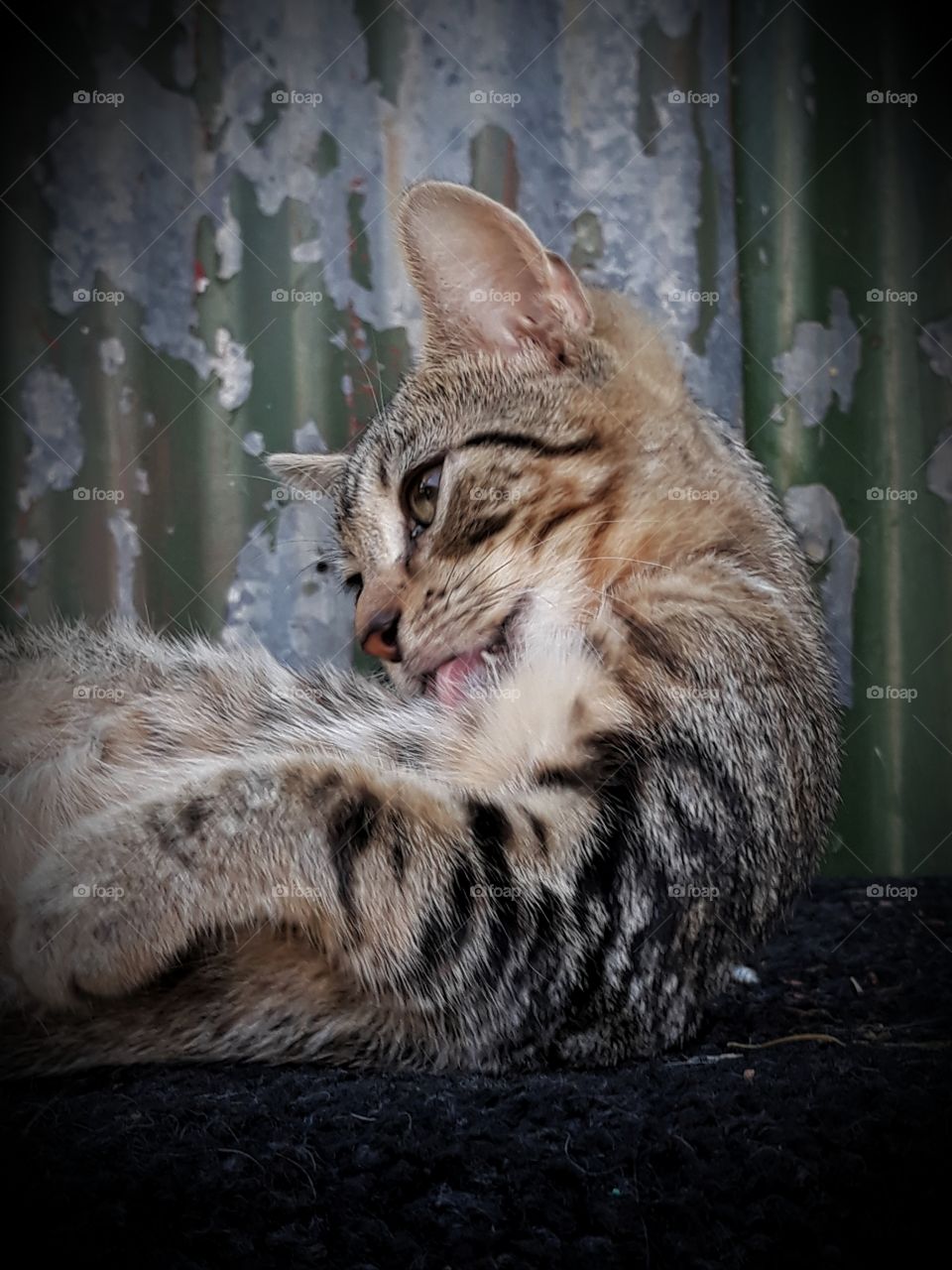 A cat relaxing  cleaning itself