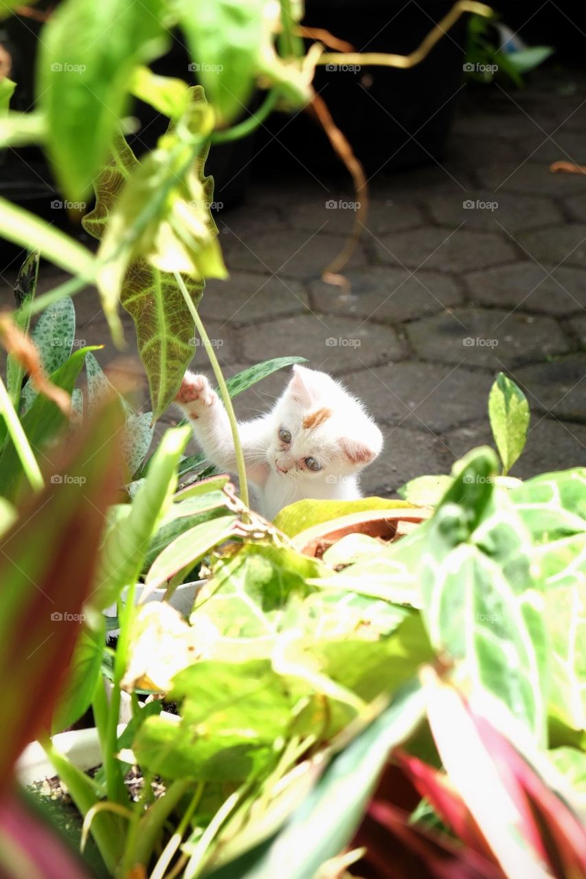 Playing or destroying mommy’s plants? 