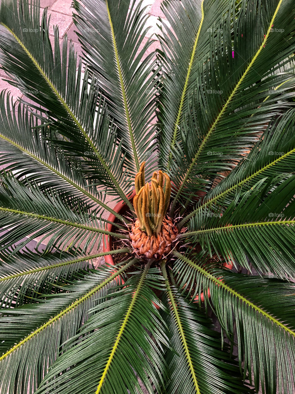 Palm