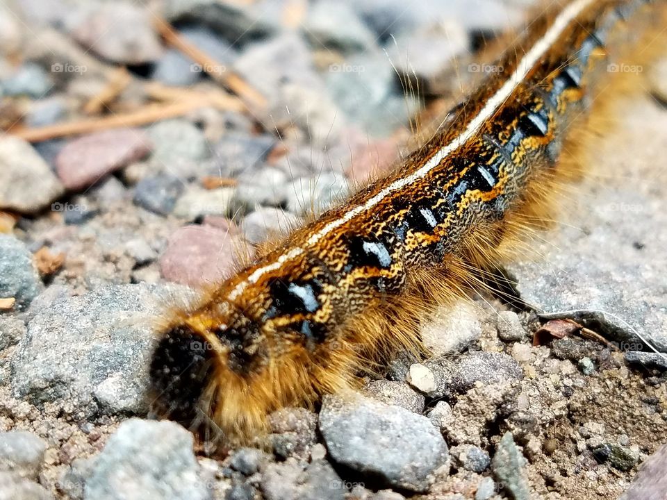 hairy, multicolored caterpillar crawling across gravel, close-up