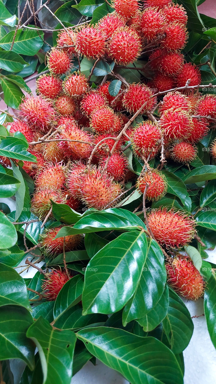 Rumbutan is a tropical tree. An edible fruit. Native to southeast asia.