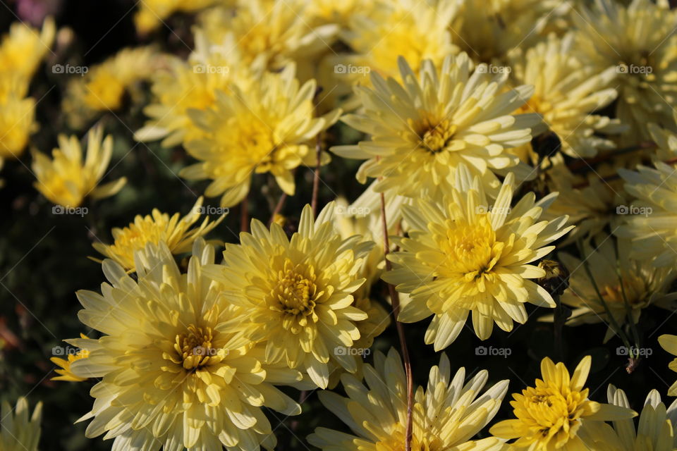 yellow beautiful macro flowers