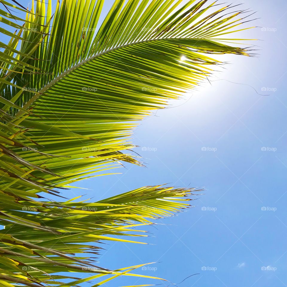 Palm leaves in the tropical sun, New Caledonia 