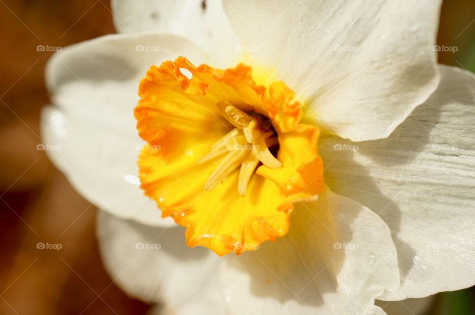 Daffodil 
