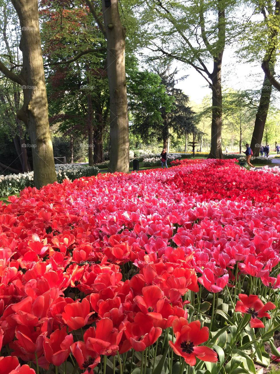 Keukenhof