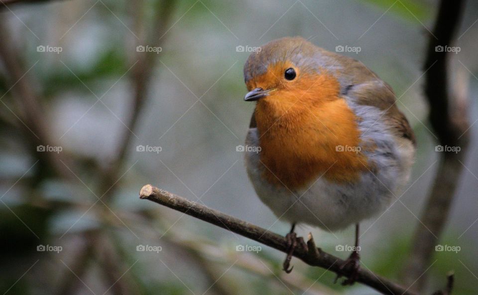 Robin perching on branch