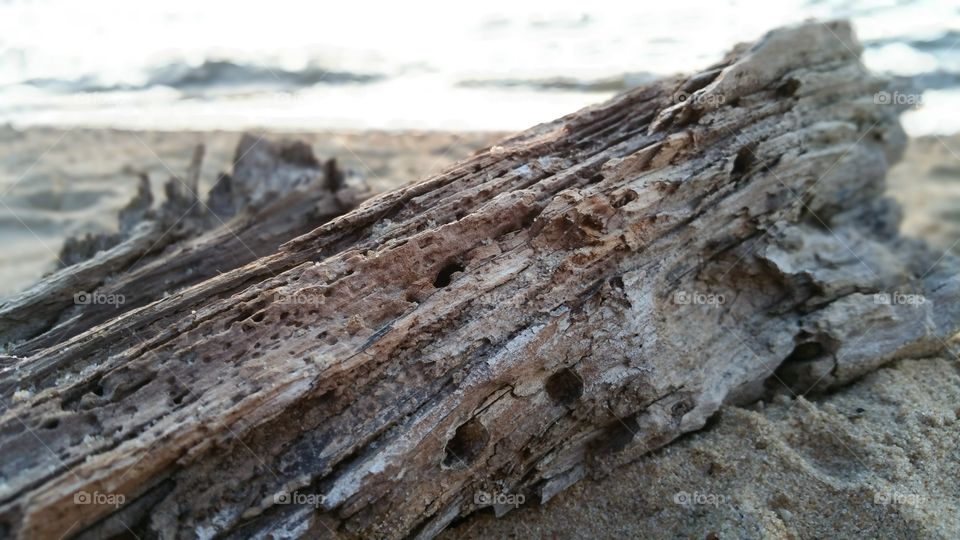 driftwood view. a close up of sitting driftwood on the beach