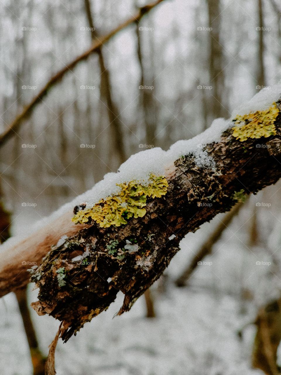 Yellow lichen on the tree branch covered with snow in winter forest