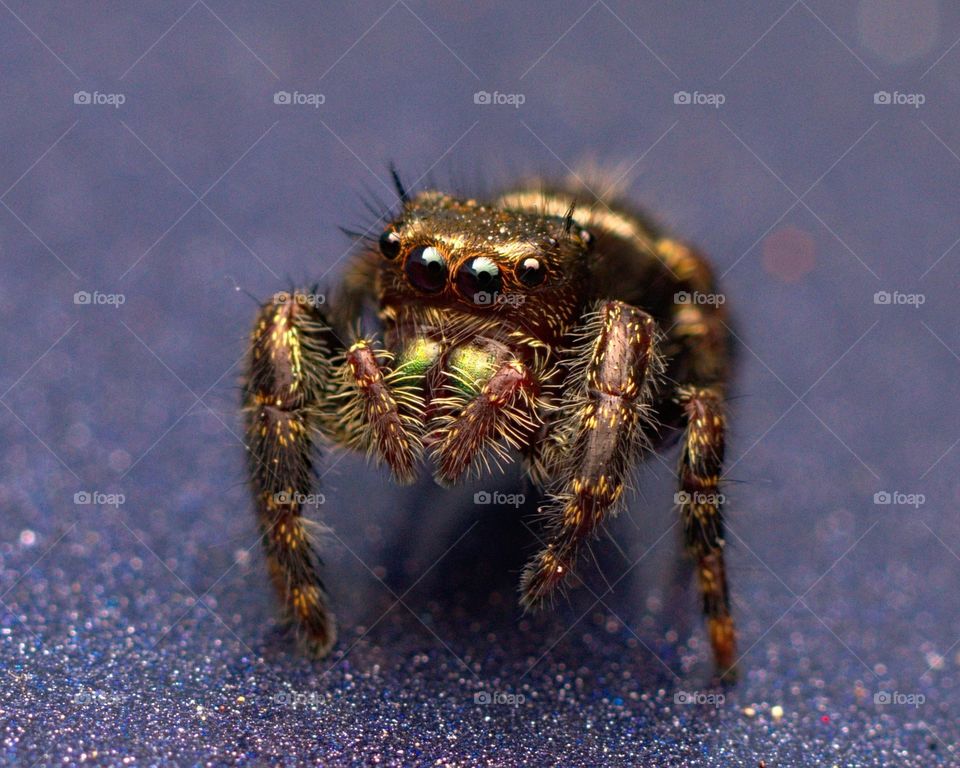 Phiddipus audax jumping spider