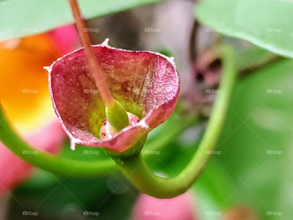 Residual flower shell of a flowering vine