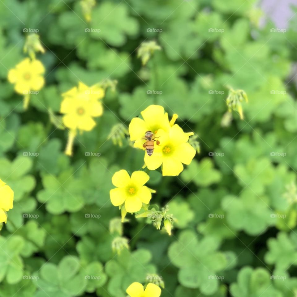 Bee on Yellow flowers