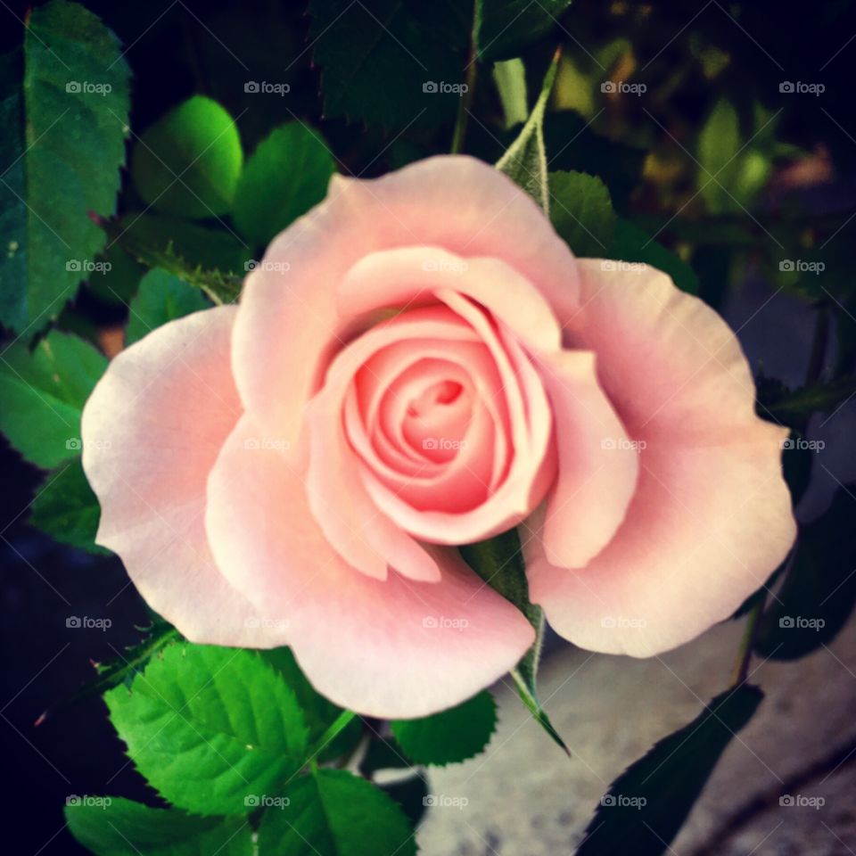 🇧🇷 Flores muito bonitas do nosso jardim, para embelezar a tela do nosso FOAP / 🇺🇸 Very beautiful flowers from our garden, to beautify the screen of our FOAP.