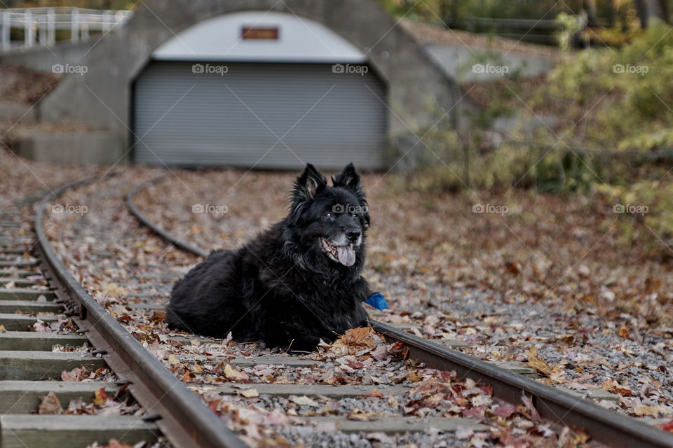 dog on the train track, a day out of Fall enjoying good company with a good pet...
