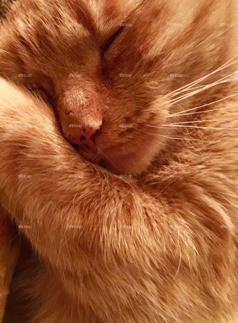 European red cat in a moment of rest