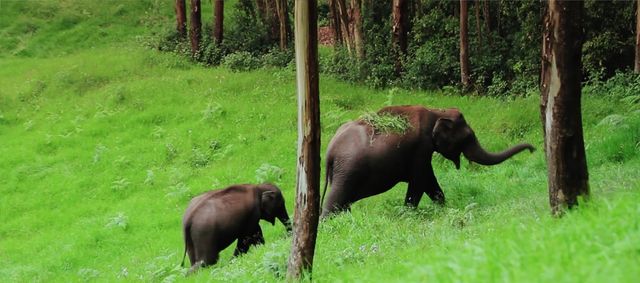 Elephants