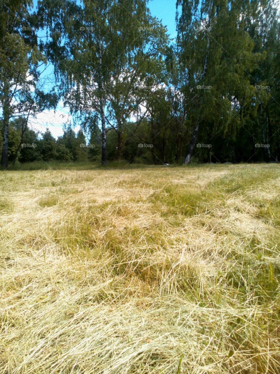 Nature, Landscape, Grass, Rural, Summer