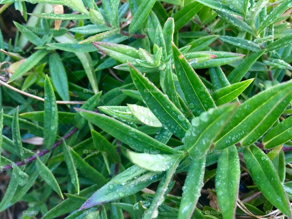 Green leaves