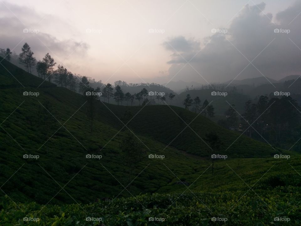 Sunset over tea plantations in Kerala, India