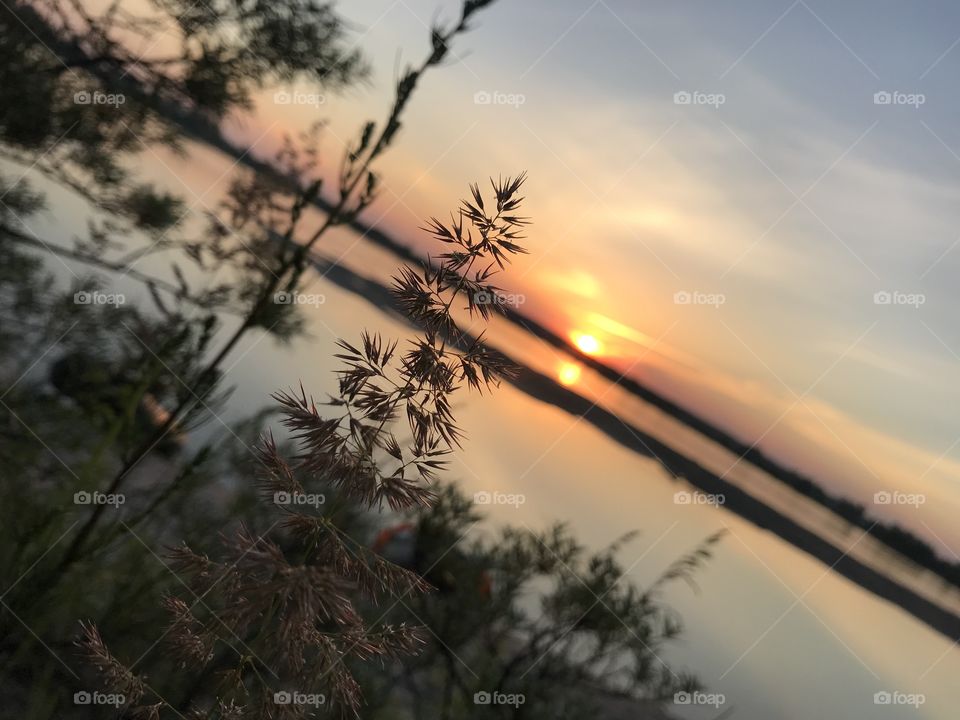 A blade of grass at sunset on the background of the river.