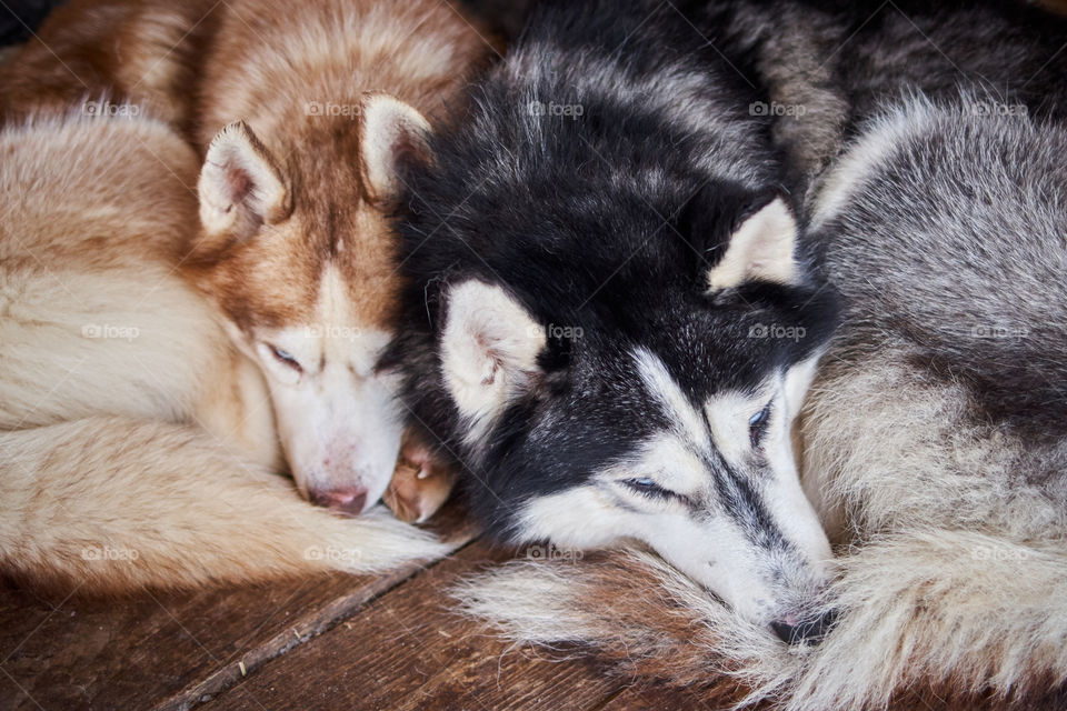 Two siberian husky sleeping side by side