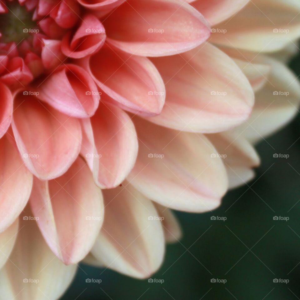 Pink Dahlia flower